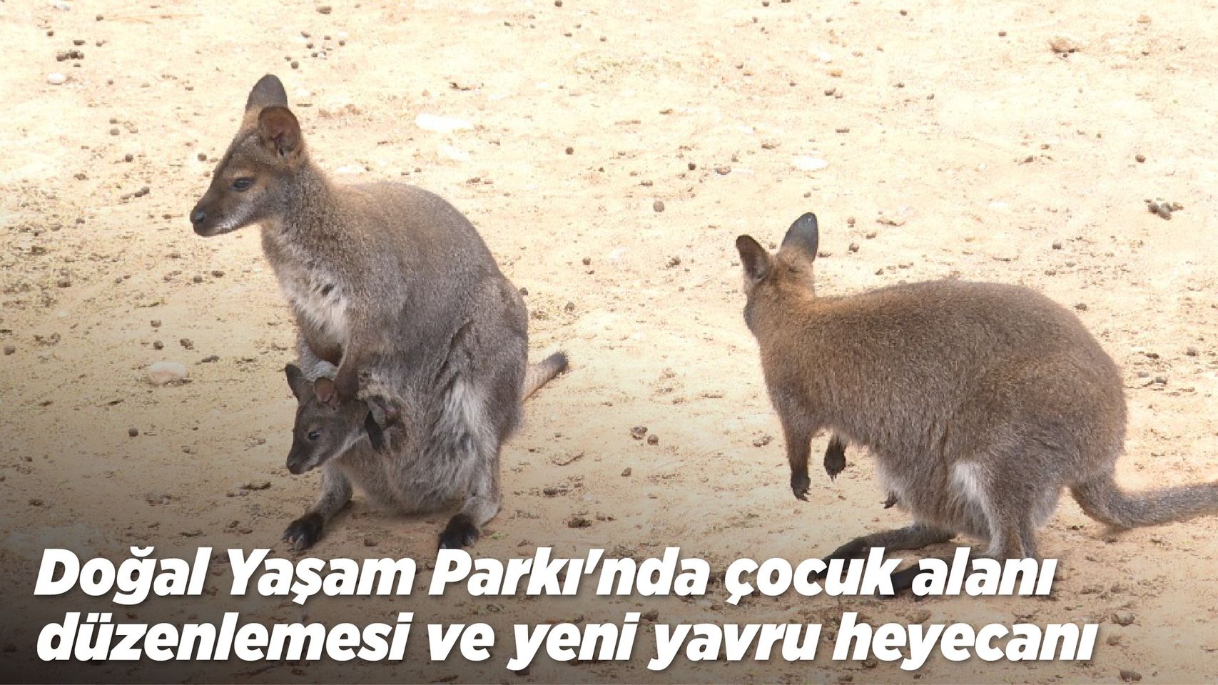 Antalya'da Bulunan Doğal Yaşam Parkı, Bahar Mevsimiyle Eşsiz Hayvan Etkileşimi Sundu
